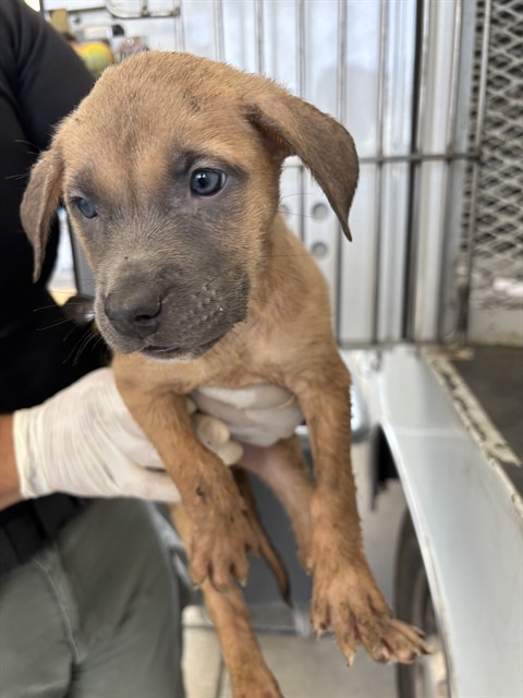 Shelter Stray Female Dog last seen Near BLOCK S UNION AVE, BAKERSFIELD CA 93307, 3951 Fruitvale Ave, Bakersfield, CA 93308, USA