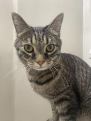 Reunited Female Cat last seen Chestnut Blvd, Cuyahoga Falls, OH 44221