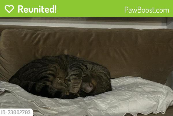 Reunited Male Cat last seen Carolina and Pearl street, near Salem Civic Center , Salem, VA 24153