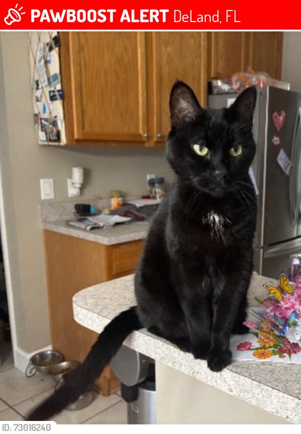 Lost Female Cat last seen Marsh Rd area DeLand, DeLand, FL 32724