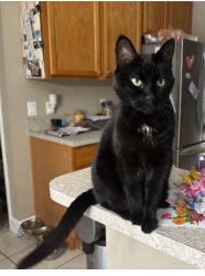 Lost Female Cat last seen Marsh Rd area DeLand, DeLand, FL 32724