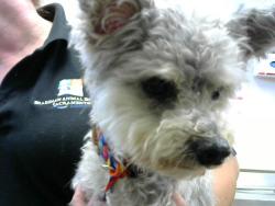 Shelter Stray Male Dog last seen MARY ANN WY/, 3839 Bradshaw Rd, Sacramento, CA 95827, USA