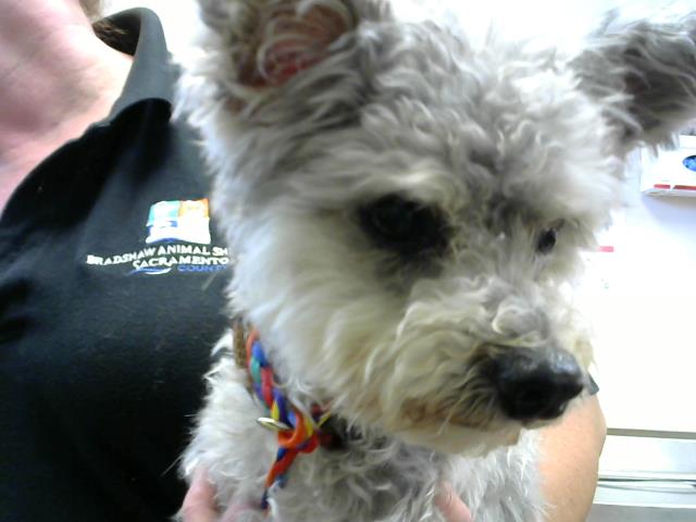 Shelter Stray Male Dog last seen MARY ANN WY/, 3839 Bradshaw Rd, Sacramento, CA 95827, USA