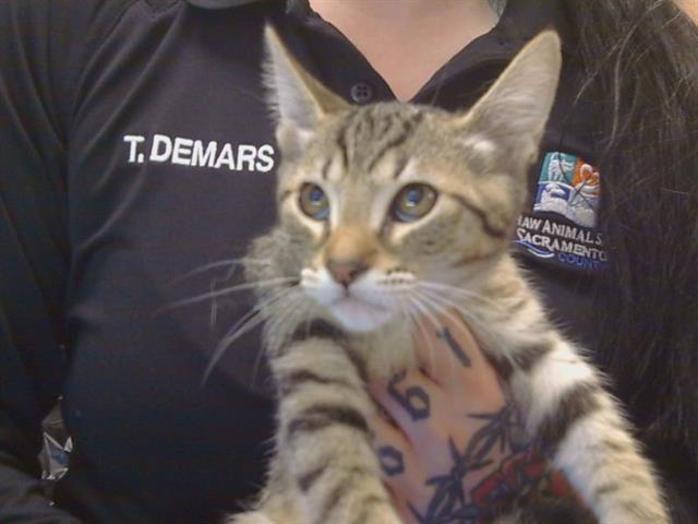 Shelter Stray Female Cat last seen HUNTSMAN DR/AMERICANA WAY 95826, 3839 Bradshaw Rd, Sacramento, CA 95827, USA