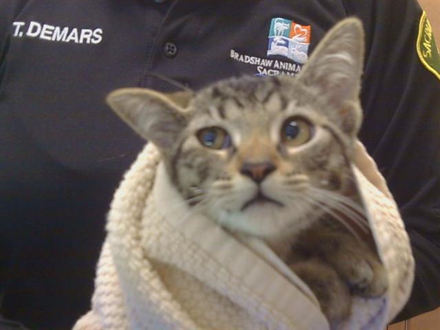 Shelter Stray Female Cat last seen HUNTSMAN DR/AMERICANA WAY 95826, 3839 Bradshaw Rd, Sacramento, CA 95827, USA