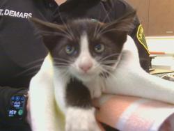 Shelter Stray Female Cat last seen IMPERIAL WAY/MONTEZUMA CIR, 95826, 3839 Bradshaw Rd, Sacramento, CA 95827, USA