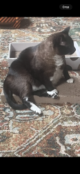Reunited Female Cat last seen Park Timbers Drive, New Orleans, LA 70131
