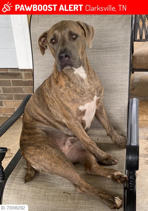 Lost Female Dog last seen Buck rd, Dunlop rd, Kirkwood rd, Clarksville, TN 37043