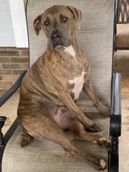 Lost Female Dog last seen Buck rd, Dunlop rd, Kirkwood rd, Clarksville, TN 37043