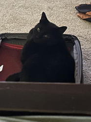Lost Male Cat last seen Highway 55 and floating feather, Eagle, ID 83616