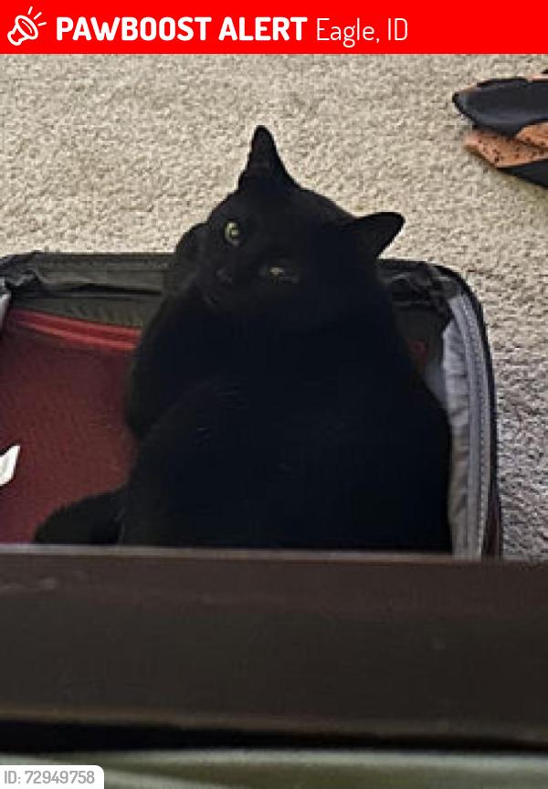 Lost Male Cat last seen Highway 55 and floating feather, Eagle, ID 83616