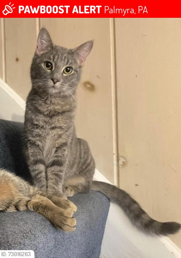 Lost Female Cat last seen W Orchard Dr, Palmyra, PA 17078