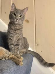 Lost Female Cat last seen W Orchard Dr, Palmyra, PA 17078