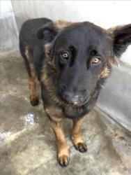 Shelter Stray Male Dog last seen , 1850 W 60th St, Los Angeles, CA 90047, USA