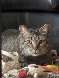 Reunited Male Cat last seen Near Cranoke St, Centreville, VA 20120, USA, Centreville, VA 20120