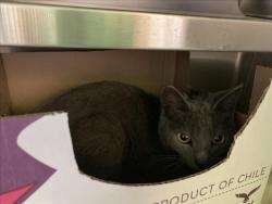 Shelter Stray Male Cat last seen , 1850 W 60th St, Los Angeles, CA 90047, USA