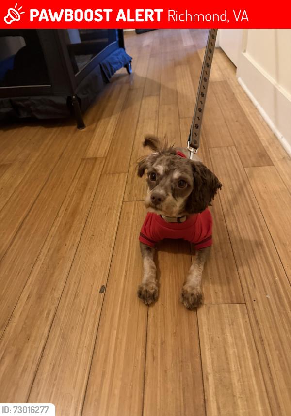 Lost Male Dog last seen three chopt rd, Richmond, VA 23233