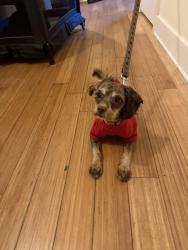 Lost Male Dog last seen three chopt rd, Richmond, VA 23233