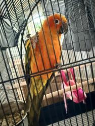 Found/Stray Unknown Bird last seen North Capital St and Fort Dr NE, Washington, DC 20017