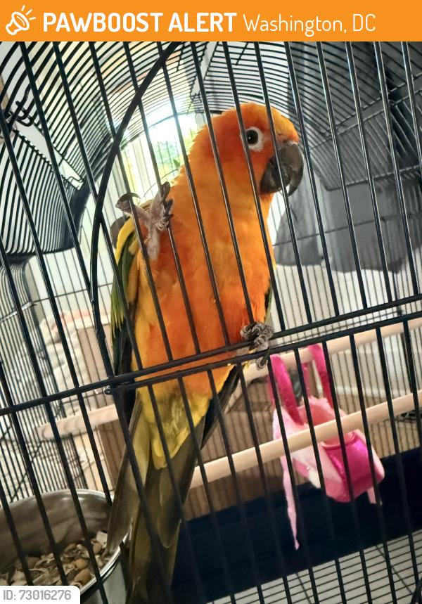 Found/Stray Unknown Bird last seen North Capital St and Fort Dr NE, Washington, DC 20017