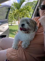 Reunited Male Dog last seen Riverside and holly, Palm Beach Gardens, FL 33410