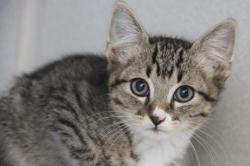 Shelter Stray Male Cat last seen , 4000 N Silverbell Rd, Tucson, AZ 85745, USA