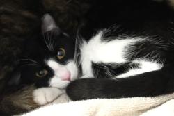 Shelter Stray Male Cat last seen , 4000 N Silverbell Rd, Tucson, AZ 85745, USA