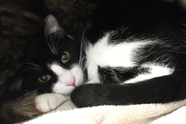 Shelter Stray Male Cat last seen , 4000 N Silverbell Rd, Tucson, AZ 85745, USA