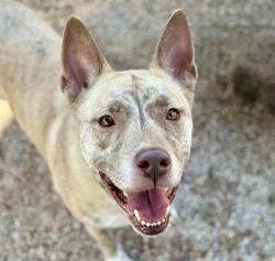 Shelter Stray Female Dog last seen , 4000 N Silverbell Rd, Tucson, AZ 85745, USA