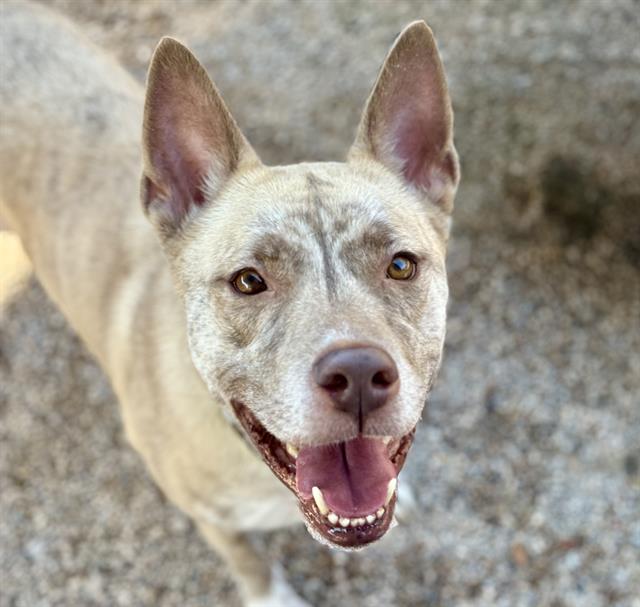 Shelter Stray Female Dog last seen , 4000 N Silverbell Rd, Tucson, AZ 85745, USA