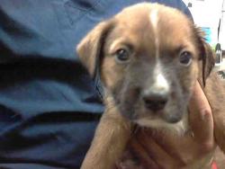 Shelter Stray Male Dog last seen , 4000 N Silverbell Rd, Tucson, AZ 85745, USA