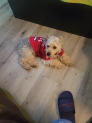 Lost Male Dog last seen  Budget Motor Inn Motel Petersburg Virginia , Petersburg, VA 23803