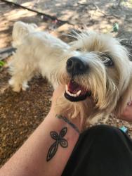 Found/Stray Male Dog last seen Kingsland and Frosty Meadow, Memphis, TN 38125