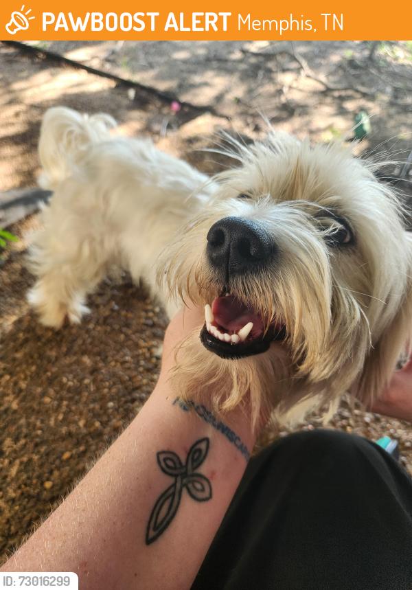 Found/Stray Male Dog last seen Kingsland and Frosty Meadow, Memphis, TN 38125