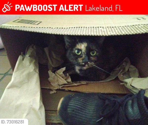 Lost Female Cat last seen S. Missouri, New York, S Florida, Lakeland, FL 33803