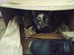 Lost Female Cat last seen S. Missouri, New York, S Florida, Lakeland, FL 33803
