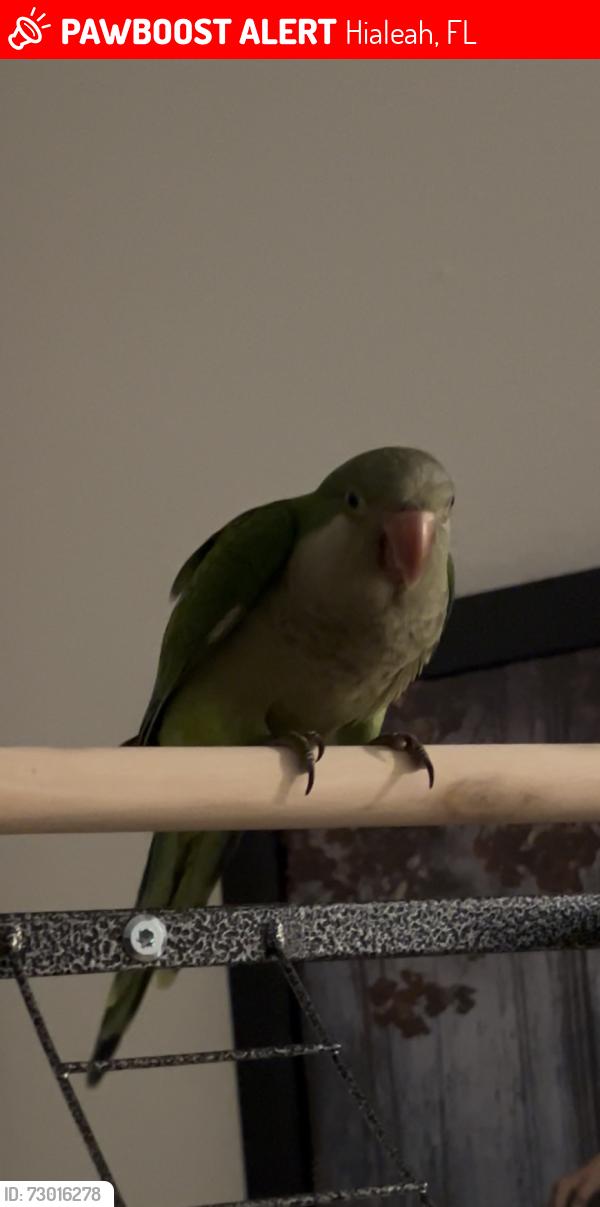 Lost Female Bird last seen Hialeah, Hialeah, FL 33012