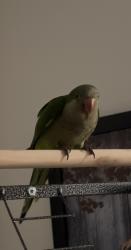 Lost Female Bird last seen Hialeah, Hialeah, FL 33012
