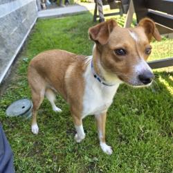 Shelter Stray Male Dog last seen Near BLK ARTESIA BLVD CERRITOS CA 90703, Cerritos, CA 90703, USA