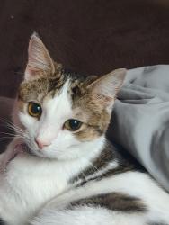 Reunited Female Cat last seen Kroger, Pewee Valley, KY 40056