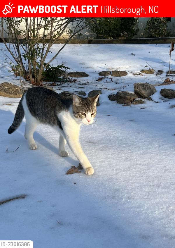 Lost Male Cat last seen Guess road and Saint Mary’s intersection , Hillsborough, NC 27278