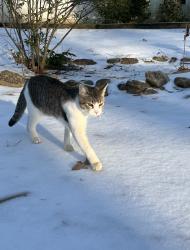 Lost Male Cat last seen Guess road and Saint Mary’s intersection , Hillsborough, NC 27278