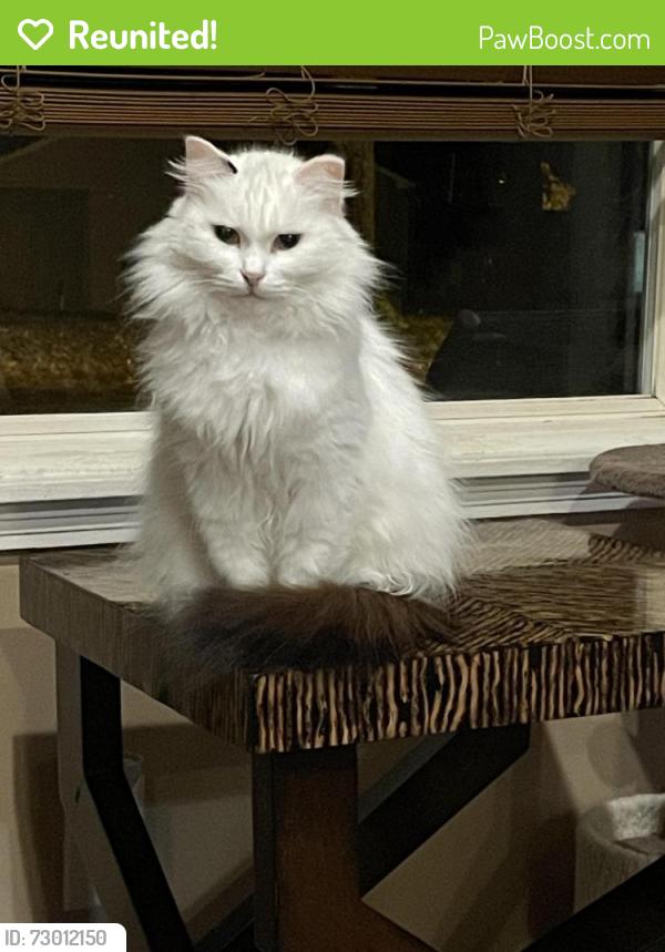 Reunited Female Cat last seen Graf Dr. and Rainbow Ln., Cincinnati, OH 45230