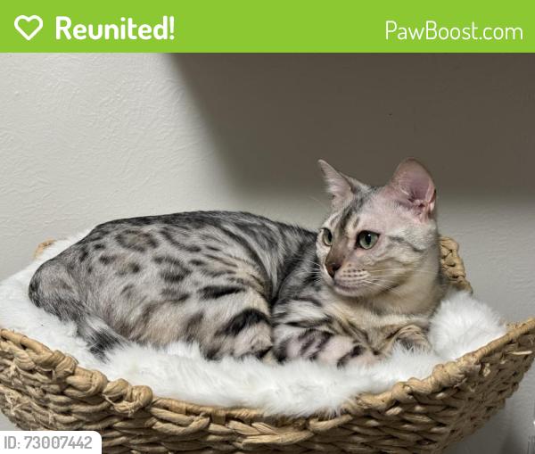 Reunited Female Cat last seen Cole and Colt Dr, Boise, ID 83709