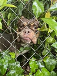 Found/Stray Male Dog last seen Found at Ingleside & Rogers; currently at Bibb Animal Welfare, Macon, GA 31204