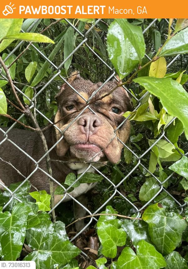 Found/Stray Male Dog last seen Found at Ingleside & Rogers; currently at Bibb Animal Welfare, Macon, GA 31204
