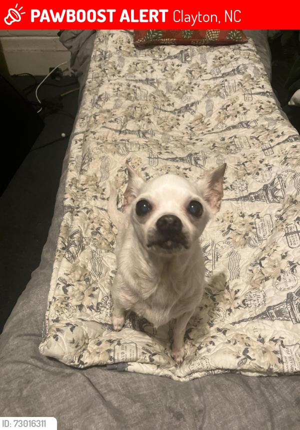 Lost Female Dog last seen Near the church passing Wingstop , Clayton, NC 27520