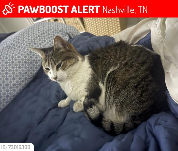 Lost Female Cat last seen Hillside Drive Nashville, TN 37212, Nashville, TN 37212