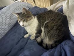 Lost Female Cat last seen Hillside Drive Nashville, TN 37212, Nashville, TN 37212
