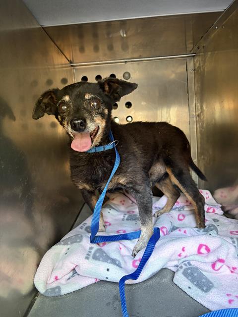 Shelter Stray Male Dog last seen Near BLOCK W WESTCOVE DR, WEST VALLEY CITY UT 84119, 4522 W 3500 S, West Valley City, UT 84120, USA